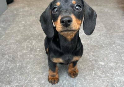 WhatsApp-Image-2026-03-04-at-05.22.001