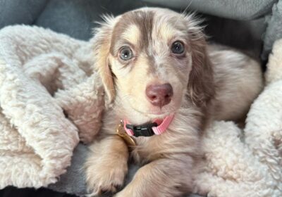 WhatsApp-Image-2026-03-04-at-05.22.006