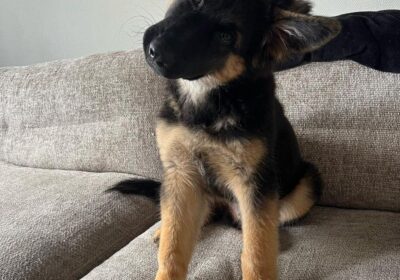 WhatsApp-Image-2026-03-04-at-05.22.01