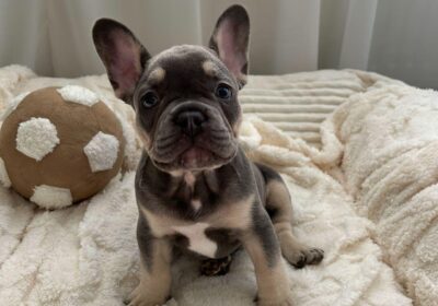 WhatsApp-Image-2026-03-04-at-05.22.041