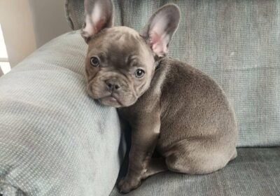 WhatsApp-Image-2026-03-04-at-05.22.042