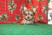 Quality Yorkshire Terrier Puppies