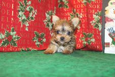 Quality Yorkshire Terrier Puppies