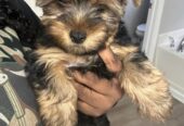 Quality Yorkshire Terrier Puppies