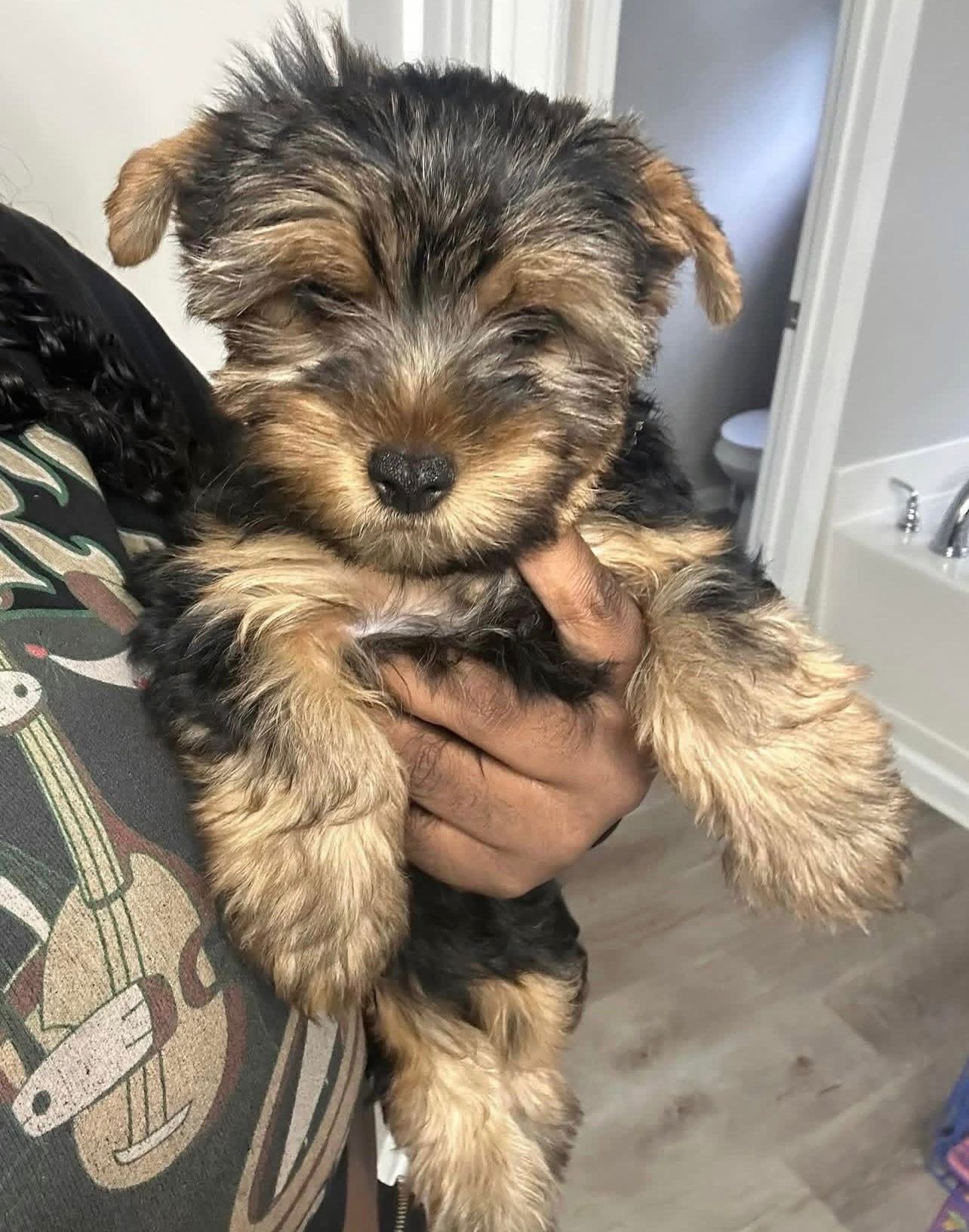 Quality Yorkshire Terrier Puppies