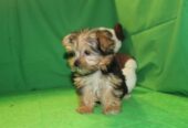 Quality Yorkshire Terrier Puppies