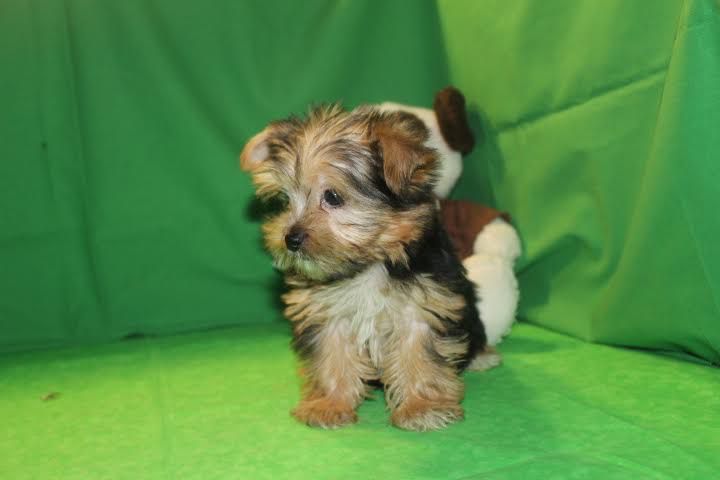 Quality Yorkshire Terrier Puppies