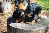 Quality Yorkshire Terrier Puppies