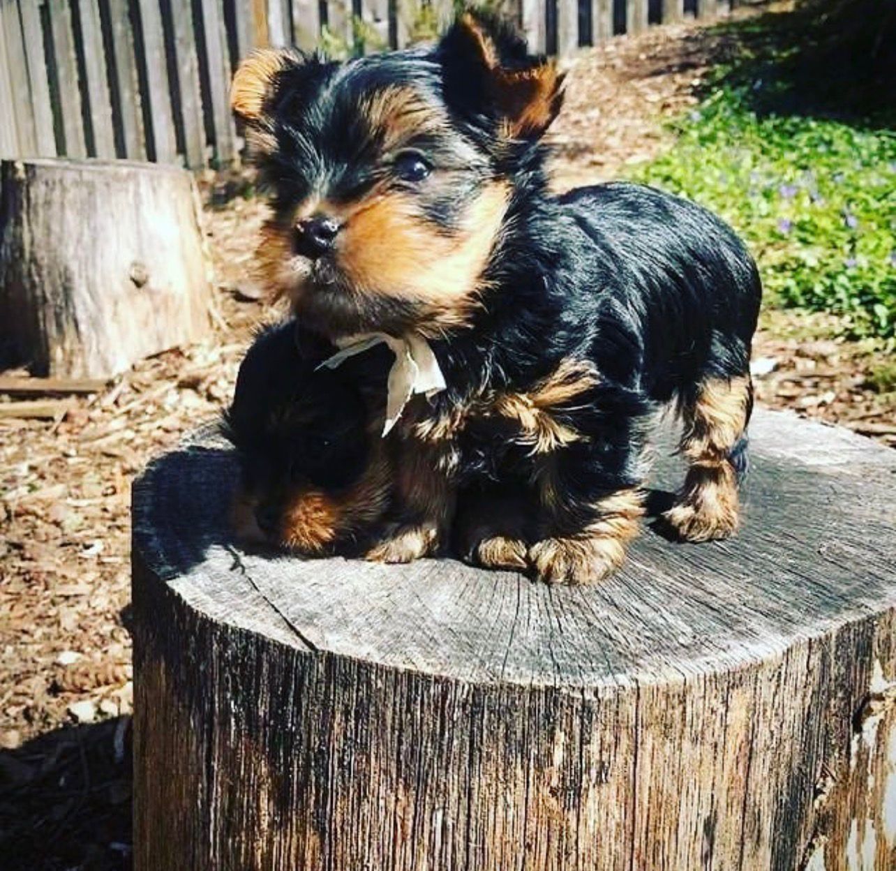 Quality Yorkshire Terrier Puppies