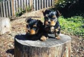 Quality Yorkshire Terrier Puppies