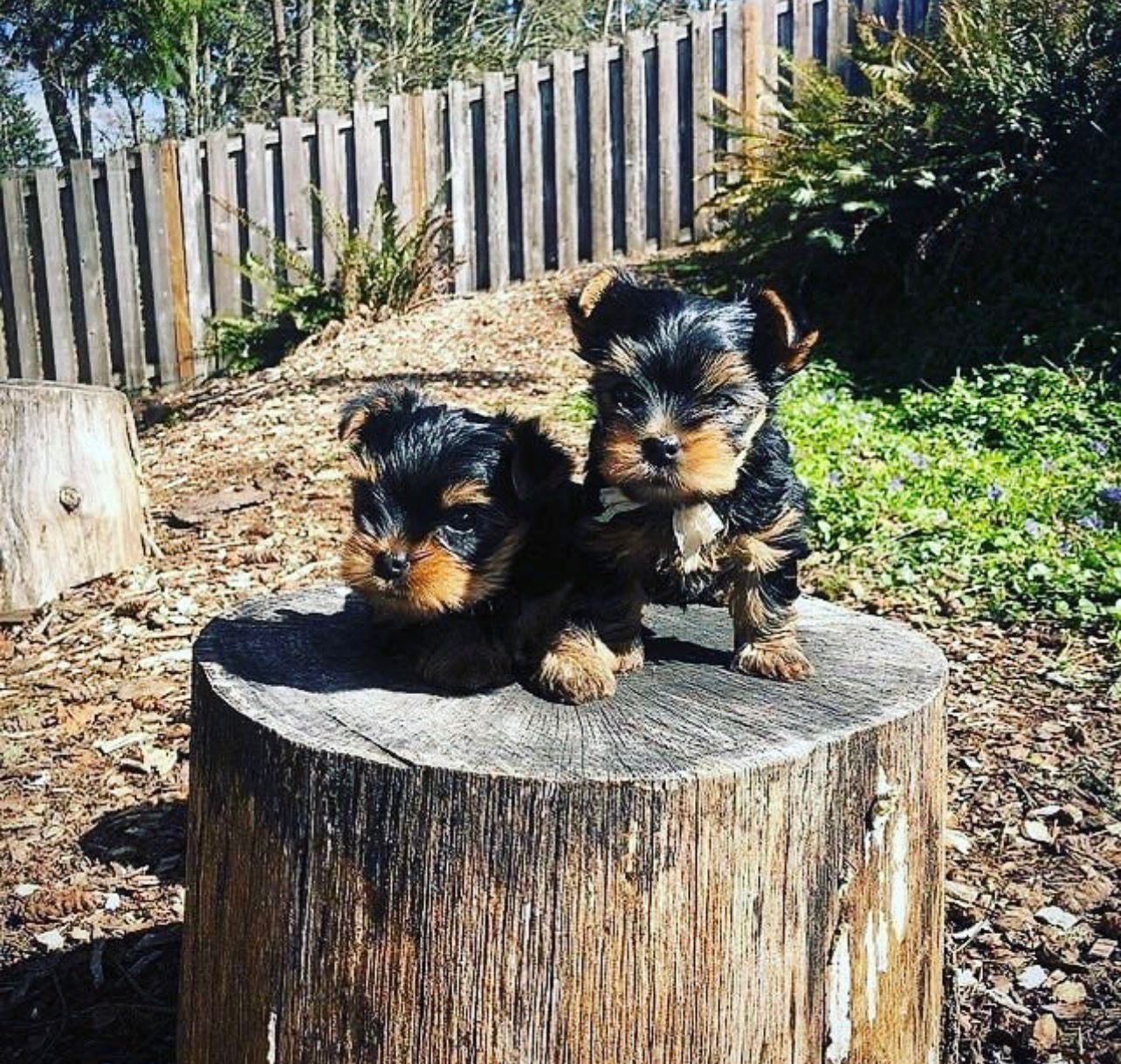 Quality Yorkshire Terrier Puppies